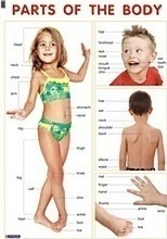 Parts of the Body