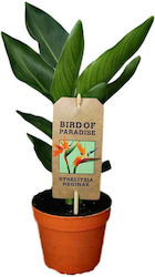 Suculentă Reginae STRELITZIA 13CM