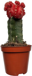 Poulimenos Gymnocalycium Grafted Înălțime 19buc