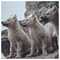 Wolf7260