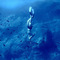 bluediver1