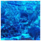 Mustelida01