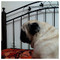 Tsarli_Pug