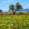 Anna_Maria_Metaxotou