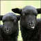 blacksheep