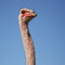 Simon_Plat