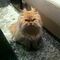 mypetfriend