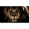 Quasar_Leon