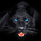 fofo_pet