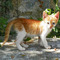 Simos_simos59