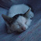 Antonis_Pafliotis