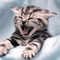 Athina_Apota