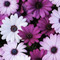 Giota_Gavera44