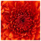 Lemonia_Derv