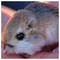 11rat1_1