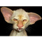 Andreas_Xiros