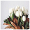 Evangelia_Dru