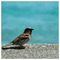 Despoina_Papadopoulou917