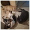 amita_amitoula