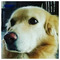 Sylvester_Horhe