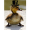mcduckious