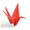 coral17