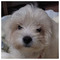 Bill_tam