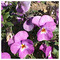 despina_camur