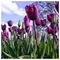 Varvara_Diamanti7970