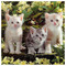 ATHINA_KARAFOULIDOU