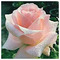 Anna_Galanopoulou940
