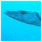 BARRACUDA_BARRACUDA