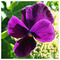 Athina_Krokou8836