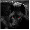 black_wolf202