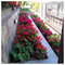 Liana_Kourtsidou3666