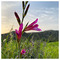 Costas_T1313