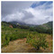 Kostas_Antoniou7244