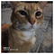 sophia_gd