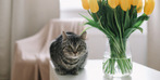Γάτα και φυτά μόνα στο σπίτι: Οδηγός & Tips για ξέγνοιαστες διακοπές! - cover