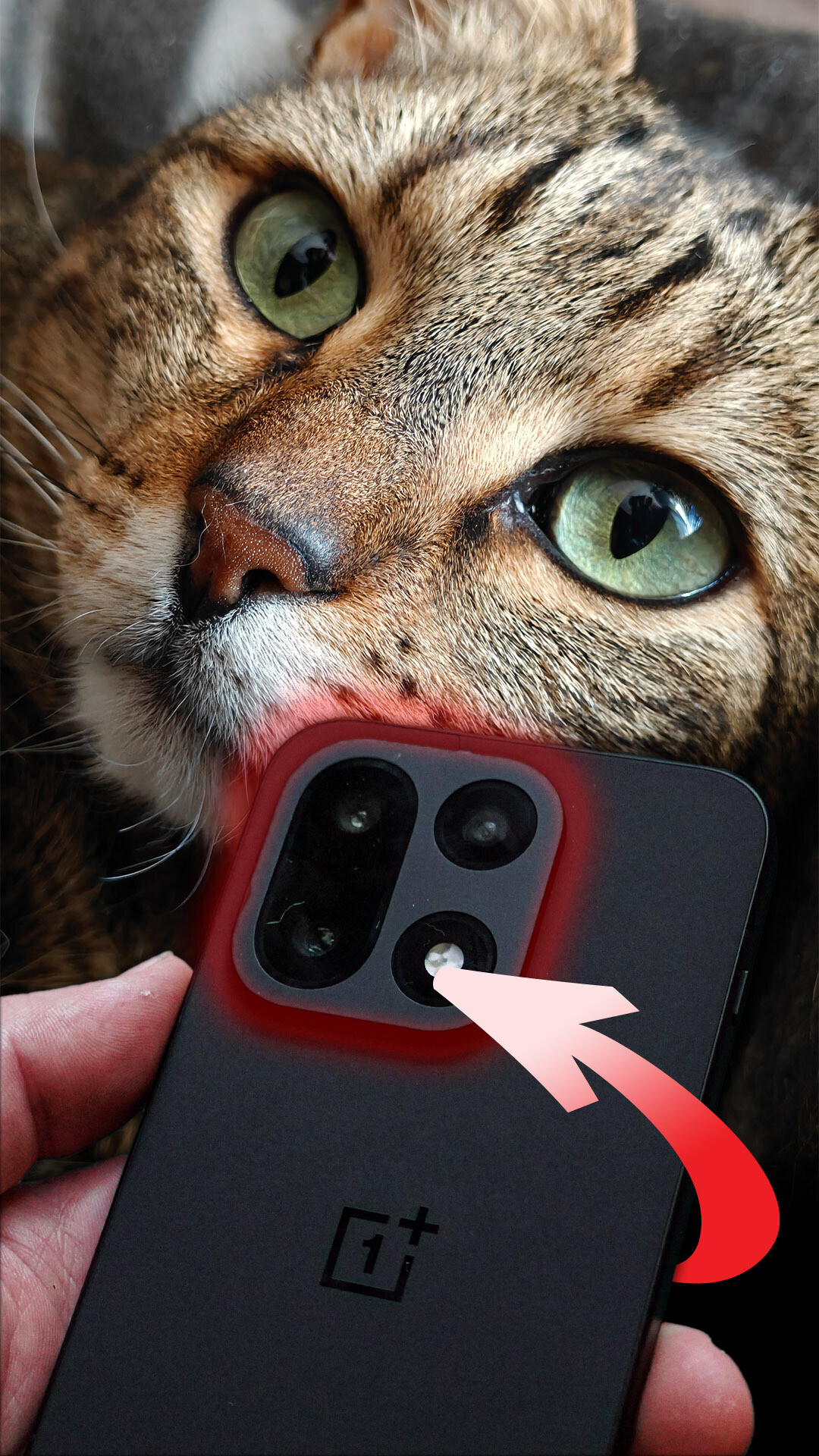 Kameratest mit meiner Katze! - Oneplus 15