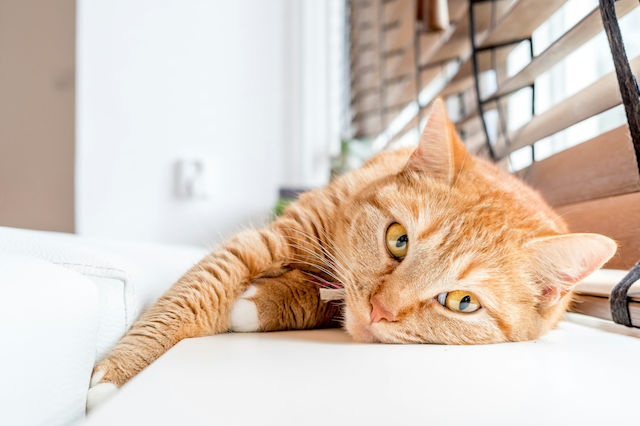 Cat Alone at Home: Guide & Tips for Stress-Free Vacations!