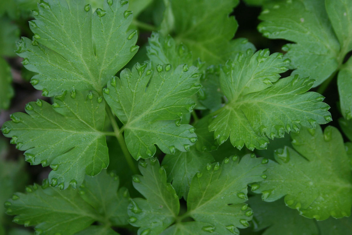 Aromatic Herbs: Proper Washing and Storage