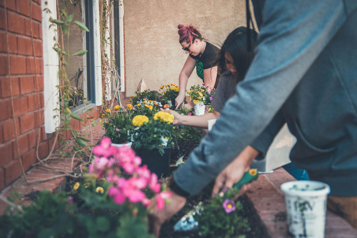 National Gardening Day: tips to become a successful gardener