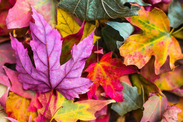 Three compelling reasons to love Autumn