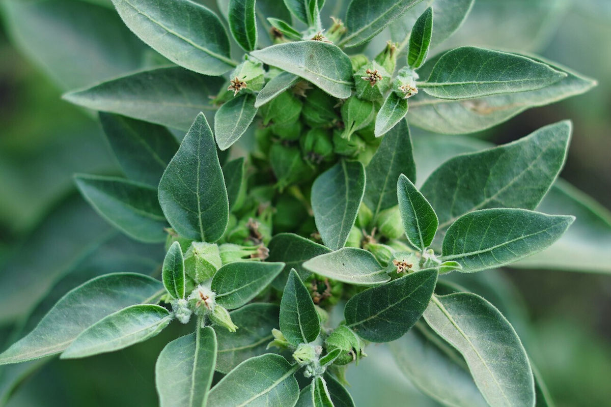 Τα πάντα για την Ashwagandha