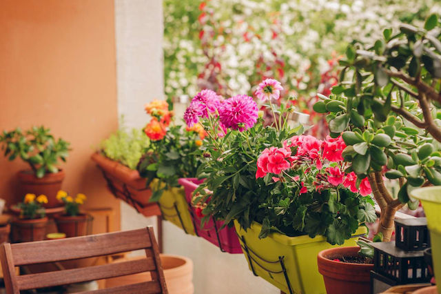 4+1 λουλούδια για ένα φθινοπωρινό μπαλκόνι γεμάτο χρώμα