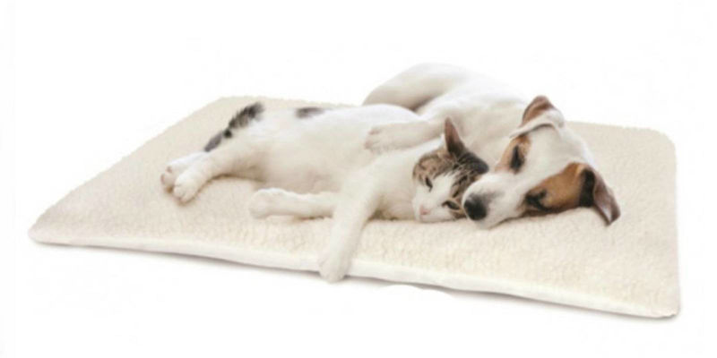 Animale de companie și cadouri: O relație de Crăciun
