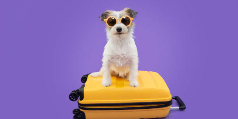 Travel & Dog: The Essential Checklist!