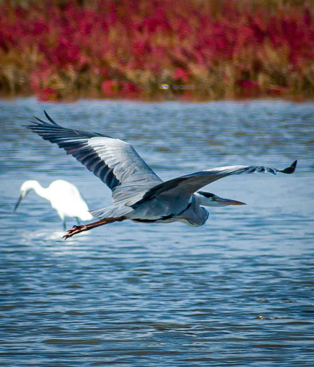 Nikon Crop Φωτογραφικός Φακός AF-P DX Nikkor 70-300mm f/4.5-6.3G ED VR Tele Zoom για Nikon F Mount Μαύρος
