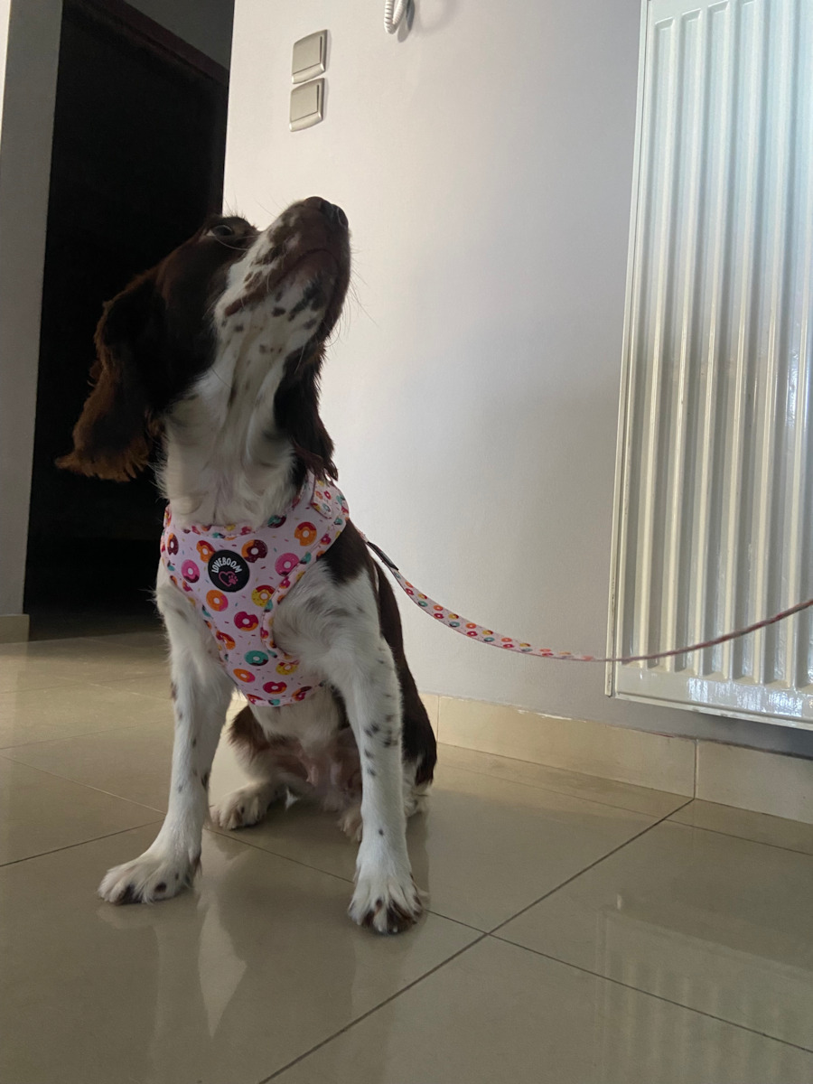 Loveboom Dog Harness Small LB-003S